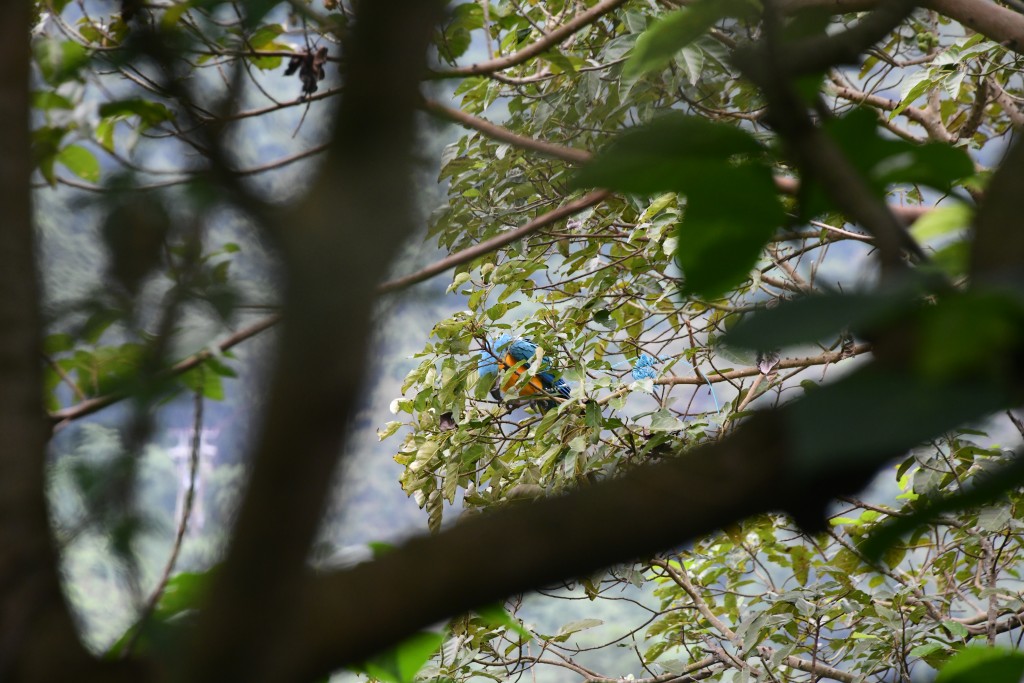 金剛鸚鵡因腳綁有伸縮繩纏住樹枝被困大樹上，牠其後掙脫飛走。梁國峰攝