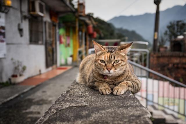 喂流浪猫要小心，被猫狗咬伤了可能会得狂犬病等其它疾病。