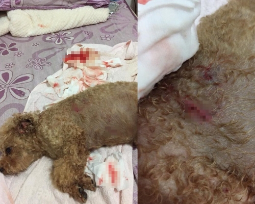 貴婦狗長宏邨兩遭惡犬咬。小白與小黑救救山上狗群圖片