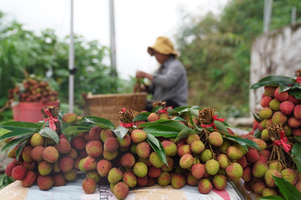 广东果农预告今年荔枝价格或大涨。新华社