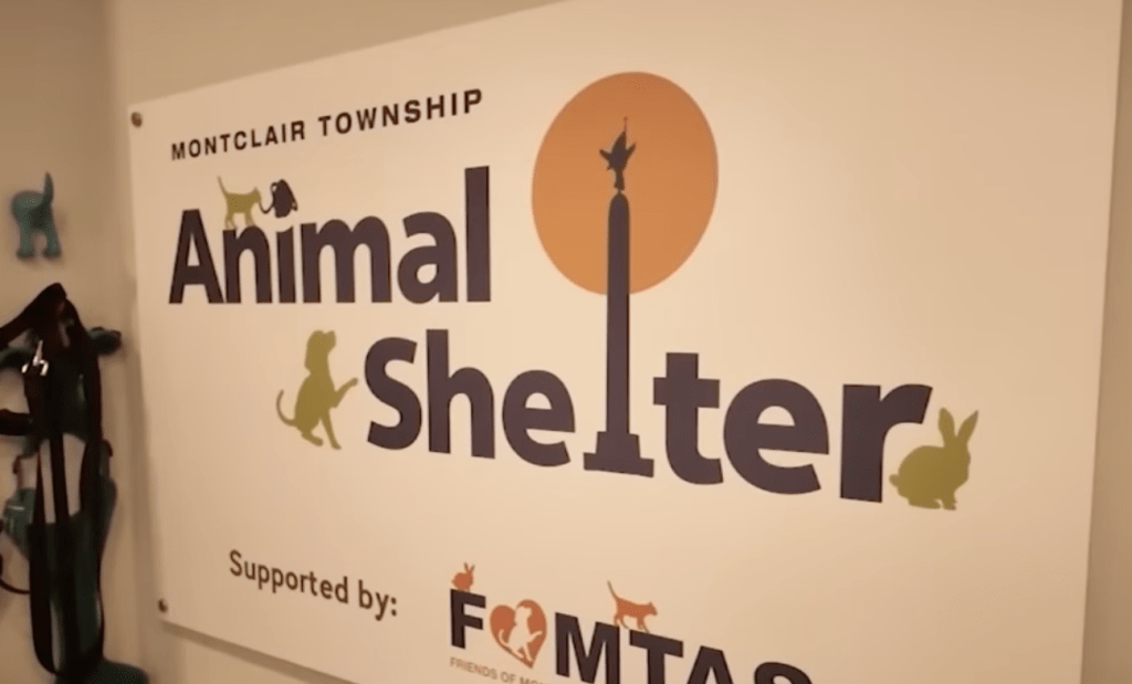 一隻走失足足十年的貓咪「阿薩」（Asa），被民眾拾獲送往動物收容所Montclair Township Animal Shelter ，結果成功尋獲主人。Youtube@EyewitnessNewsABC7NY