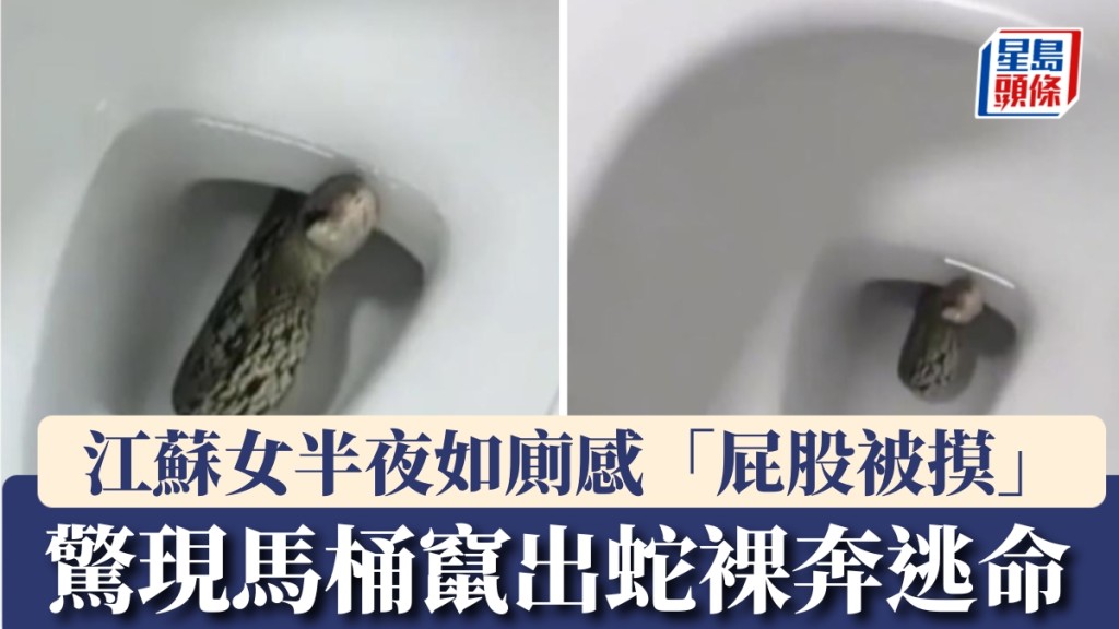 江蘇女半夜如廁感「屁股被摸」,驚現馬桶竄出蛇裸奔逃命。