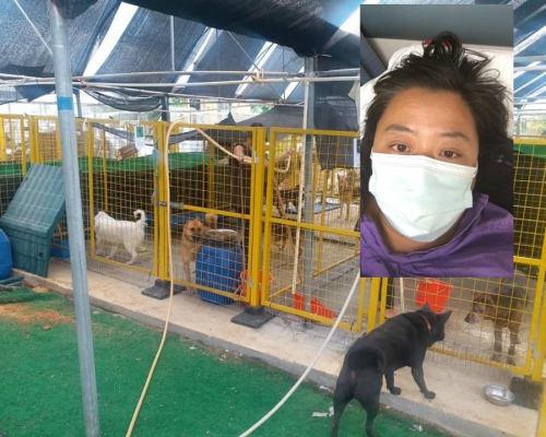 收容所呼籲義工協助照顧動物。Kelly Animals Shelter專頁圖片