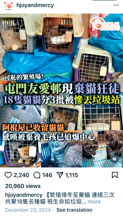 屯門友愛邨於短期內三度發生遺棄名種貓事件,阿棍屋接收涉事的18隻貓。