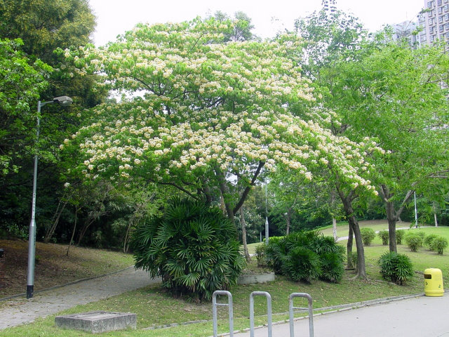 鱼木树又称树头菜，香港常见的观赏树木。康文署相片