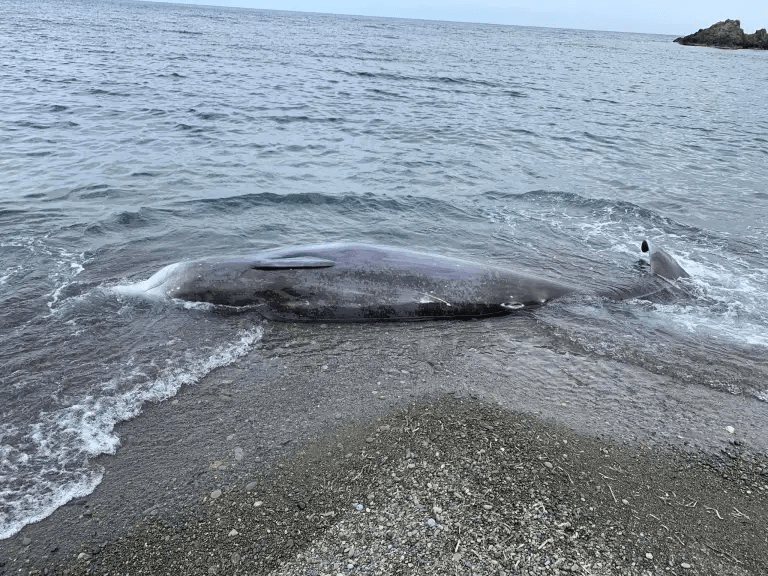 土耳其地震发生后，塞浦路斯在北部海岸发现多条鲸鱼尸体。网图