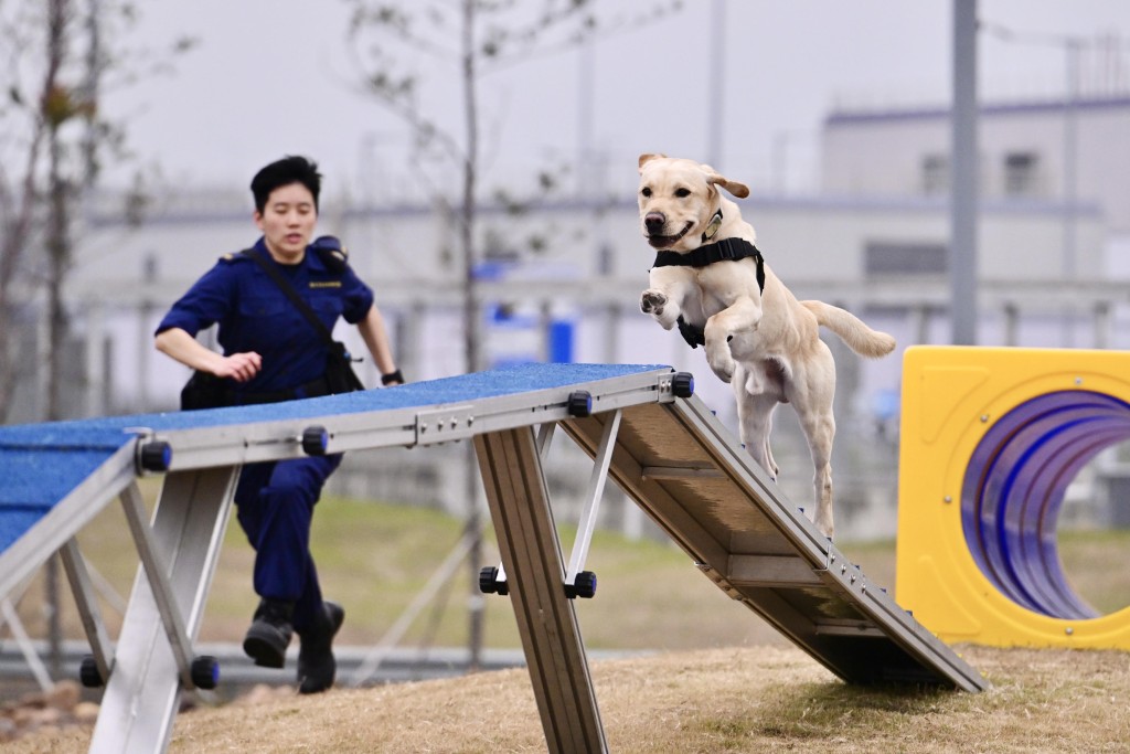 海关港珠澳大桥基地世界海关组织区域犬只训练中心搜索犬训练情况。陈极彰摄 
