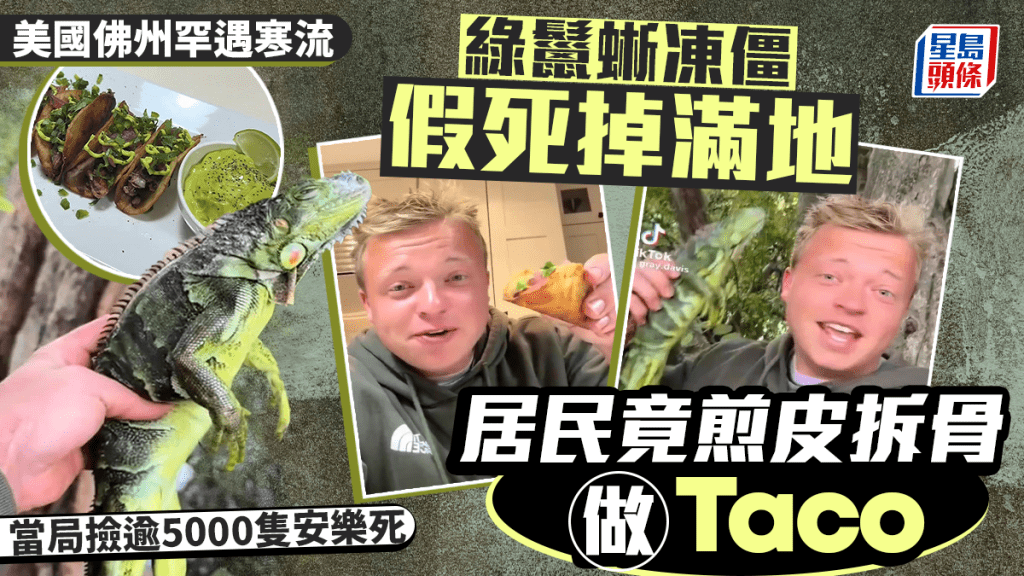 美洲綠鬣蜥｜「樹上雞肉」凍僵跌落地，居民煎皮拆骨做塔可餅爆紅。 TikTok@gray.davis