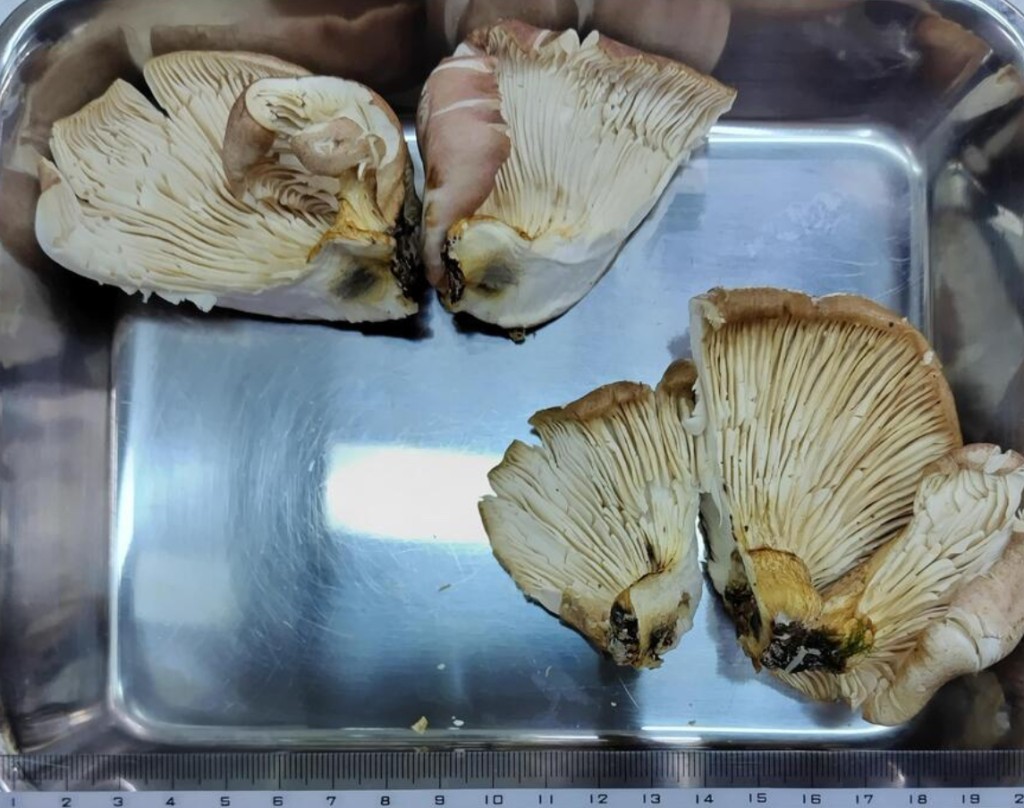 有毒的「月夜茸」外觀酷似秀珍菇和冬菇,容易被認錯。 和歌山市 有毒的「月夜茸」外觀酷似秀珍菇和冬菇,容易被認錯。 和歌山市