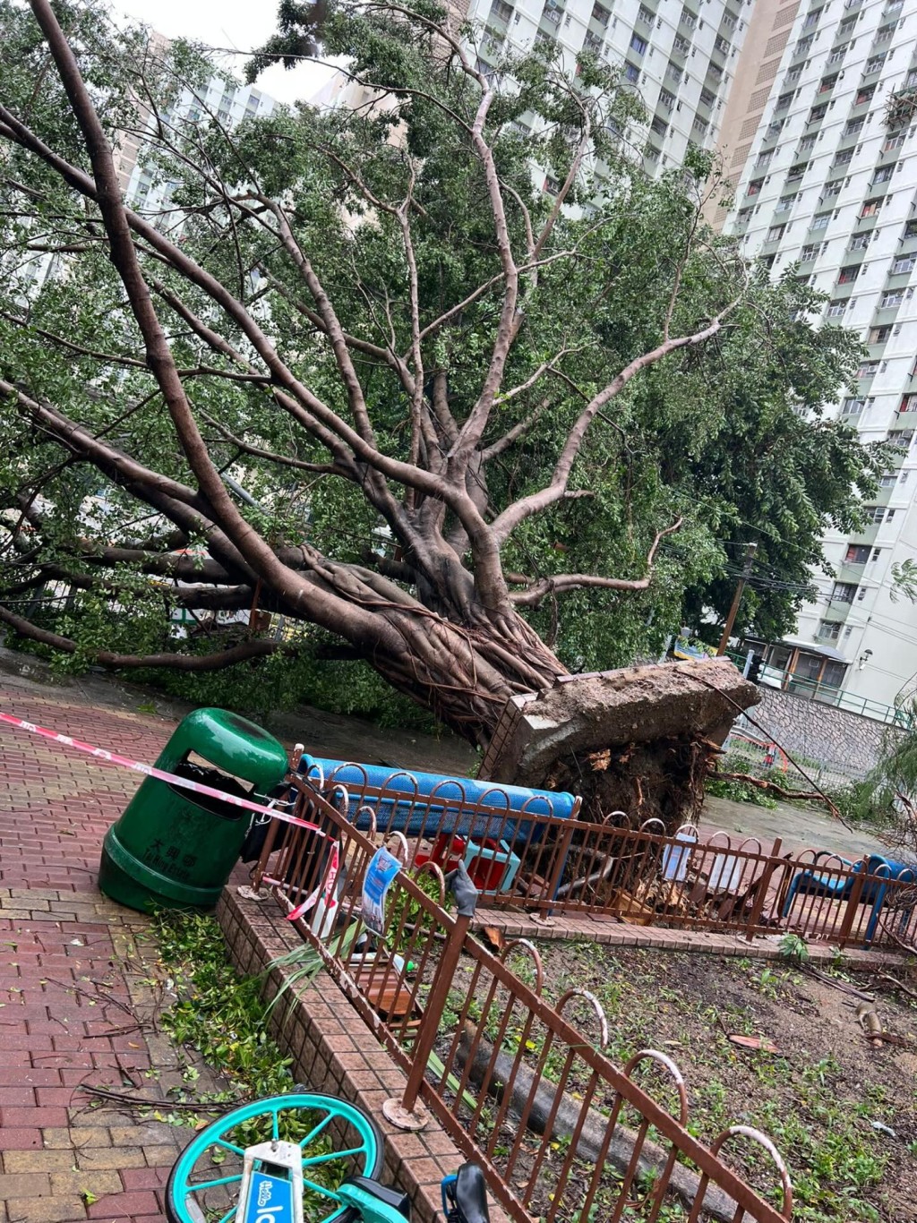大樹被連根拔起
