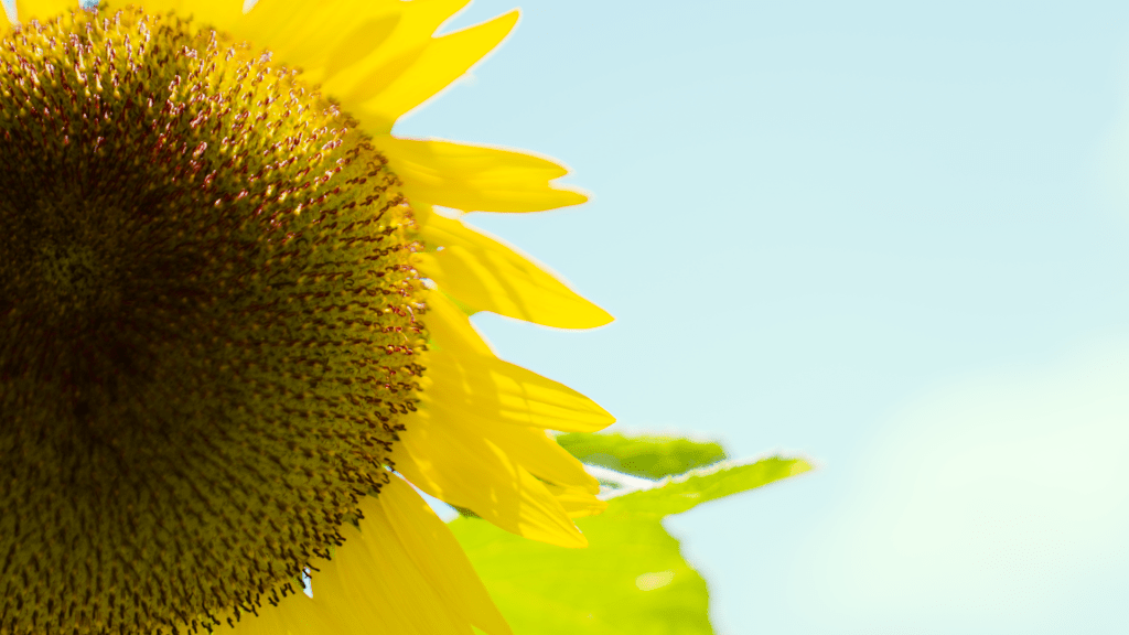 信芯园向日葵壮观花海抢先预览！