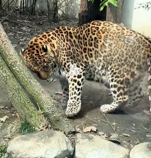 成都有動物園食用太好，令兩隻黑豹和金錢豹肥到「肚腩快拖地」。抖音