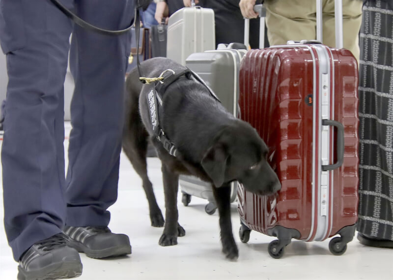 東京成田機場首次部署嗅鈔犬。網上圖片