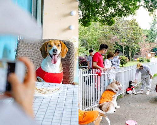 狗狗也要穿上校服。網圖