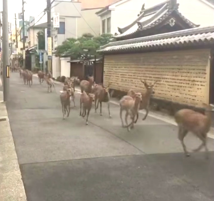 奈良有50隻鹿離開公園在市區亂闖。網上圖片