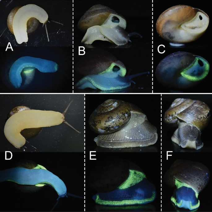 論文上的圖片顯示蝸牛腹足外緣發光。 
