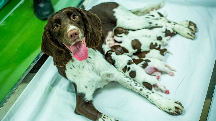 警犬隊成員史賓格獵犬KIMMY誕下3男4女警犬BB。香港警察FB圖片