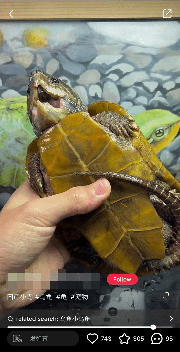 大頭龜在內地寵物市場興起，有人於小紅書出售大頭龜。
