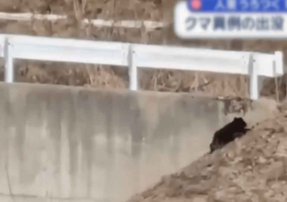 日本媒体报道，野熊冬眠结束，近日被目击闯入各地住宅区觅食，引居民担心。ANN NEWS截图