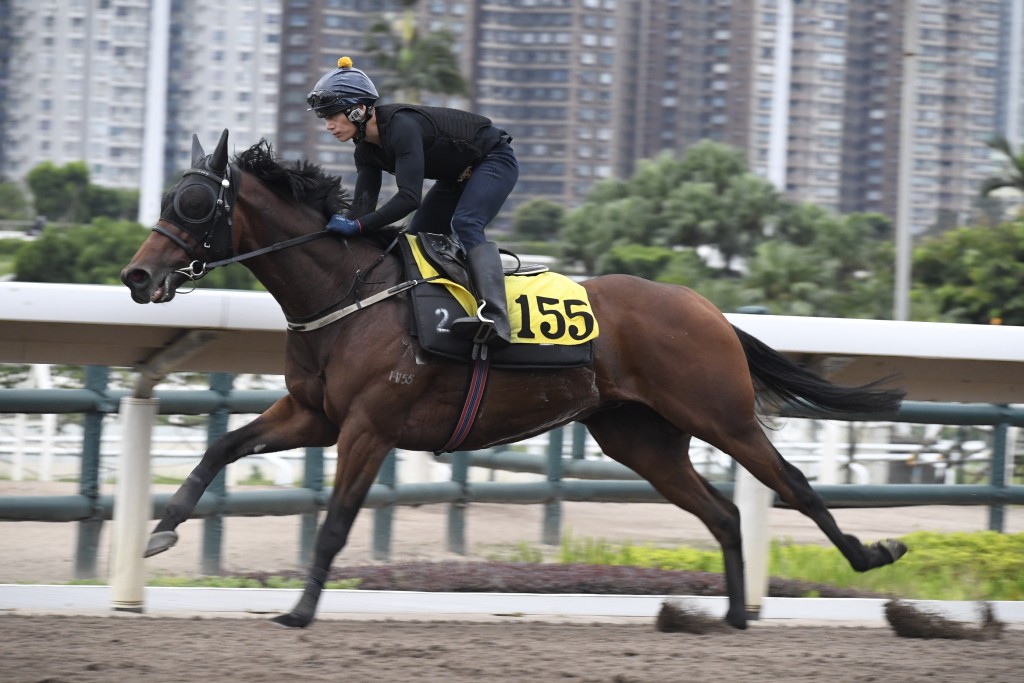 「愛馬善」馬身收得好靚，狀態不遜贏馬時。