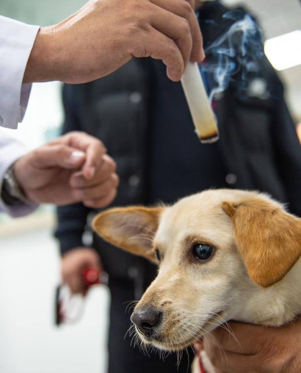 近年寵物中醫興起，有狗隻接受艾灸療法。