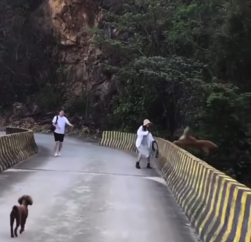 狗狗突然躍過橋壆墮崖。網圖