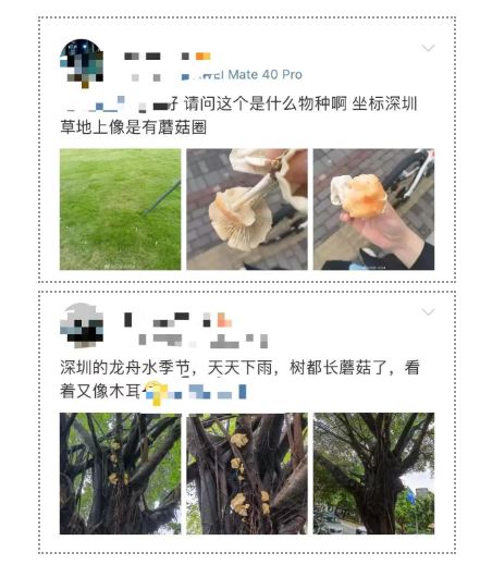 深圳市衛健委警告市民不要食用野生蘑菇。