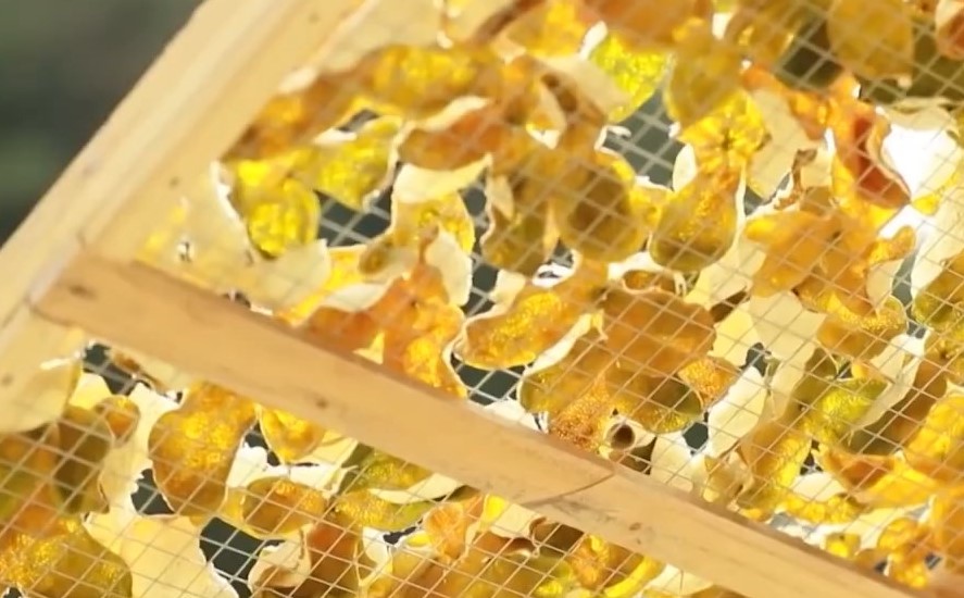 報道指,8成所謂廣東新會陳皮實為「廣西陳皮」。央視截圖 報道指,8成所謂廣東新會陳皮實為「廣西陳皮」。央視截圖