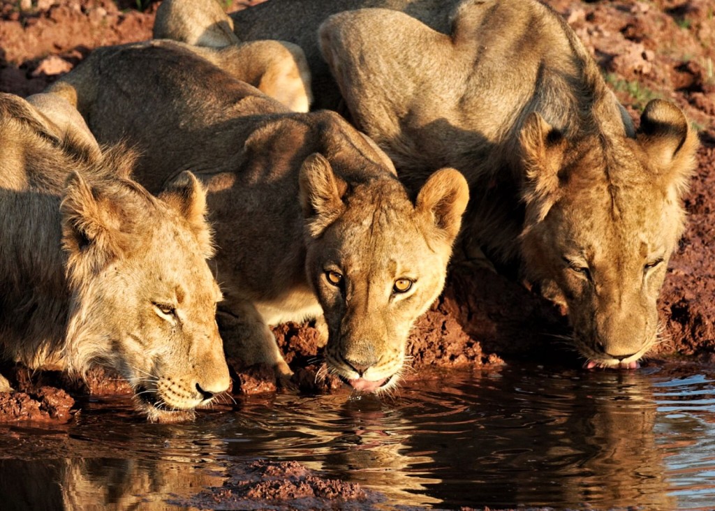 馬圖薩多納野生動物保護區的獅子。 NGO African Parks