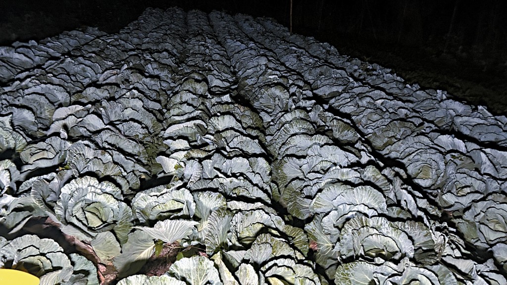 坪輋昇平村一帶出現結霜，廣闊菜田披上銀妝。