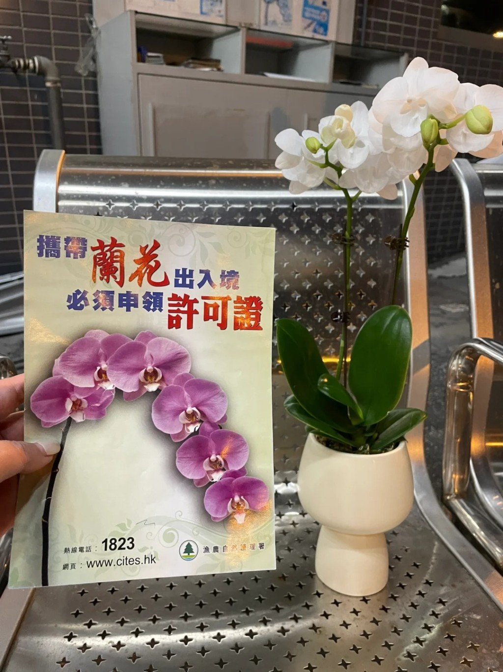 事主呼籲網民切勿攜帶蝴蝶蘭入境香港（圖片來源：小紅書）