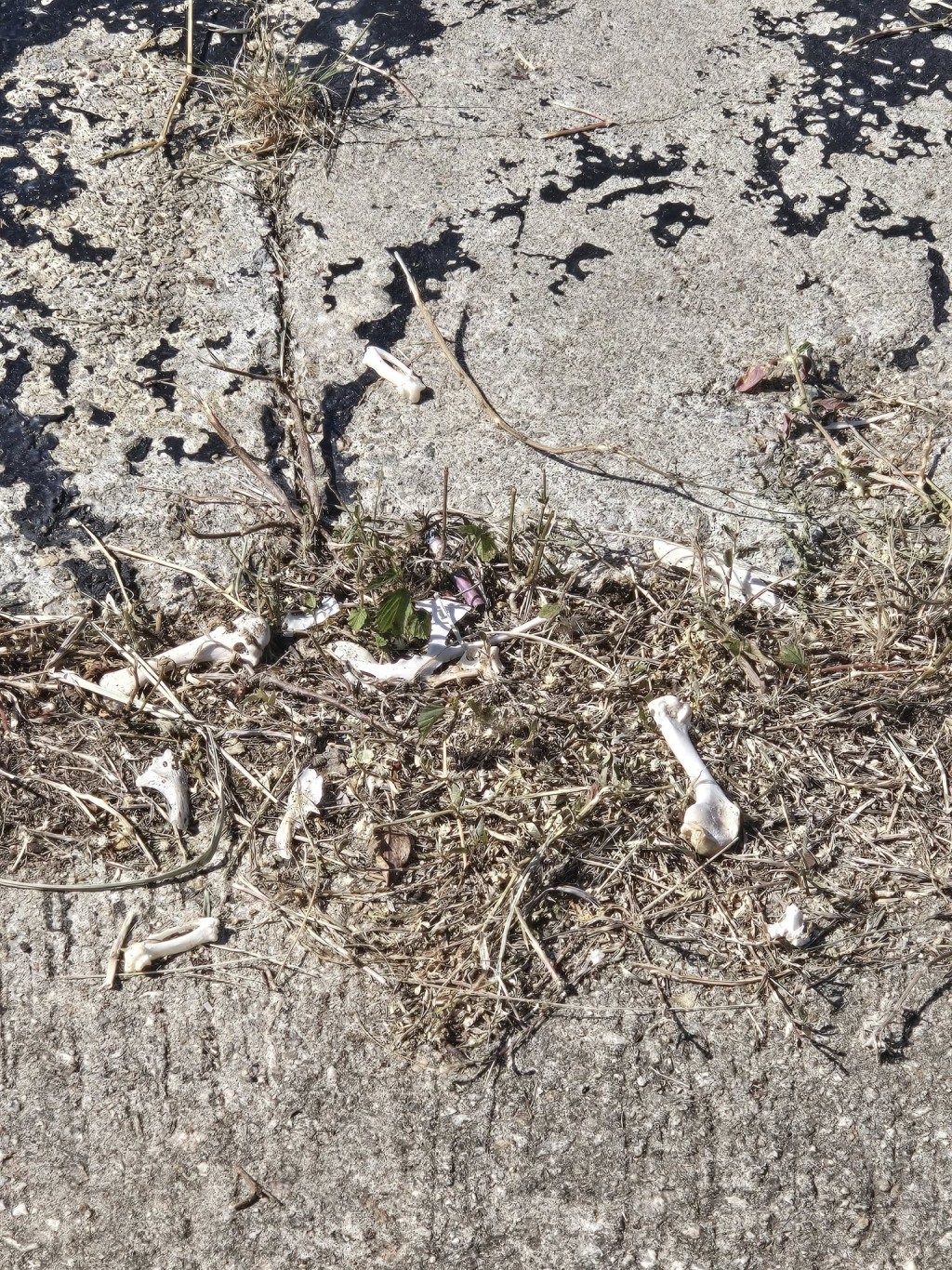 facebook截圖（資料來源：Patty Lee＠facebook將軍澳主場）