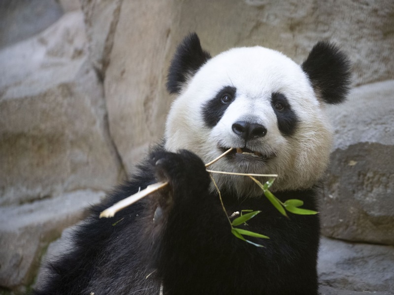 旅法大熊貓歡歡。新華社 