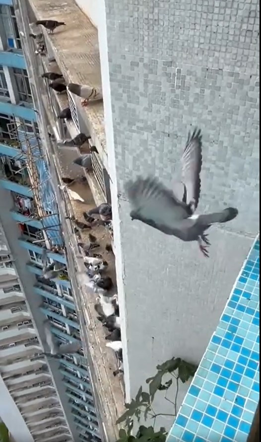 野鴿展翅飛向同伴。fb「South Horizons 海怡半島討論區」截圖
