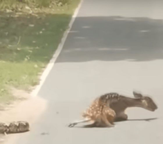 原本奄奄一息的野鹿获“松绑”后，随即站起拔足狂奔，侥幸逃出鬼门关。