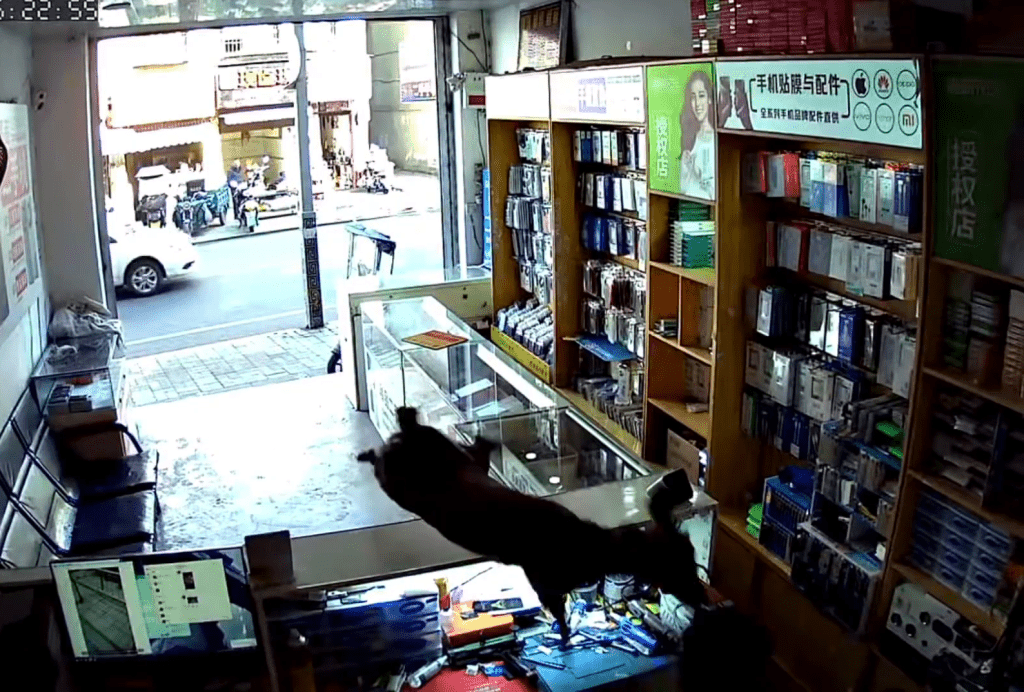 一隻麂闖入手機店，躍過櫃檯飛撲店員。