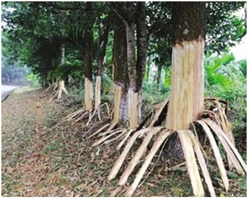 162棵树惨遭剥皮。