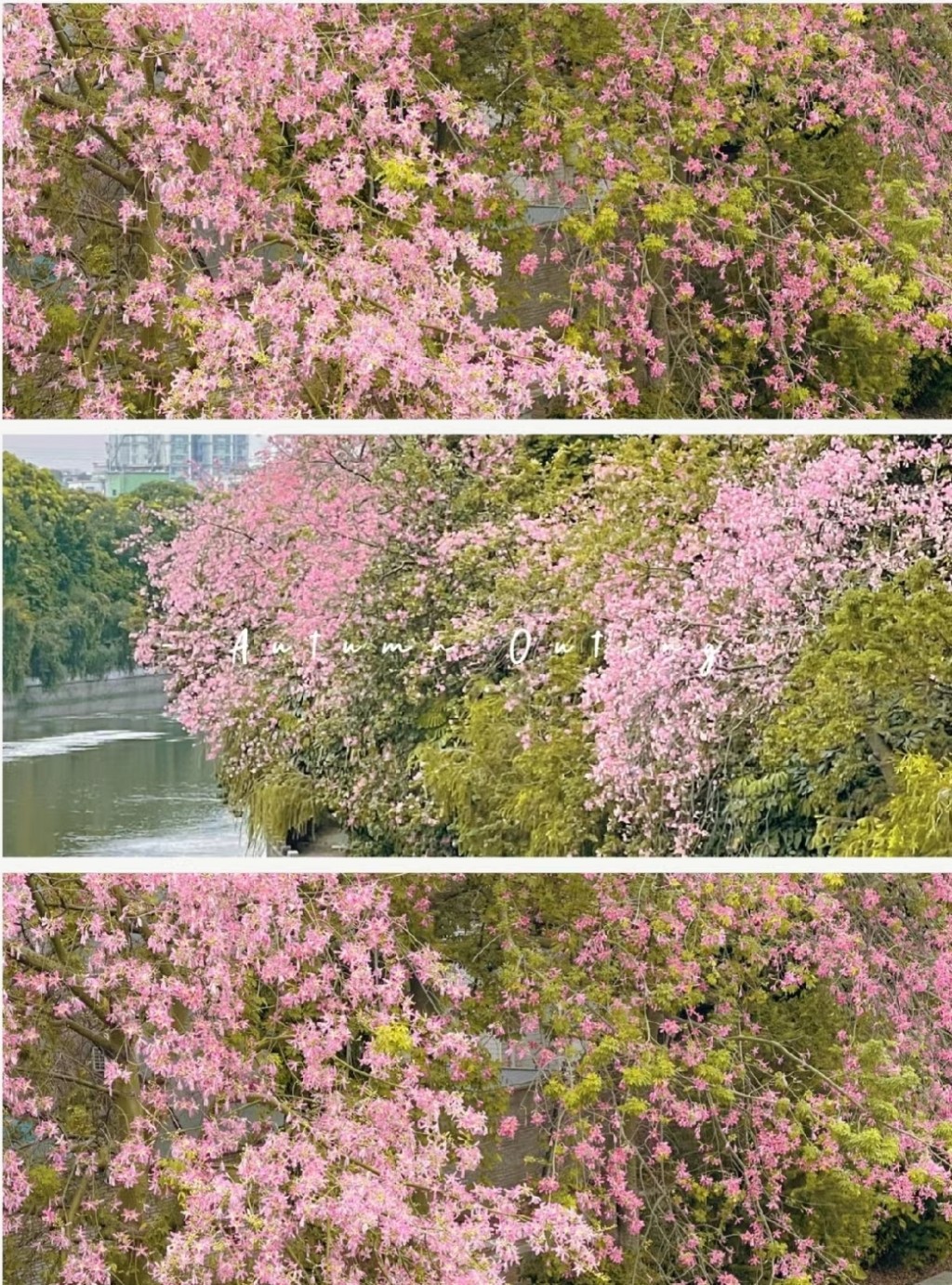 廣州10月至11月異木棉盛放，賞秋好去處上步。(圖片來源：小紅書@黃小檬)