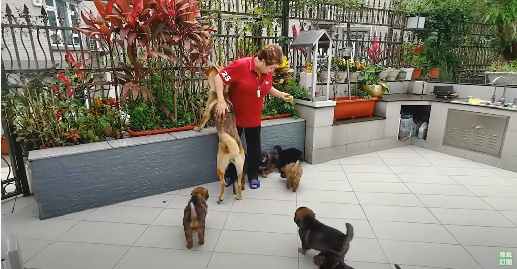 肥媽愛犬常在花園跑跳。 肥媽愛犬常在花園跑跳。