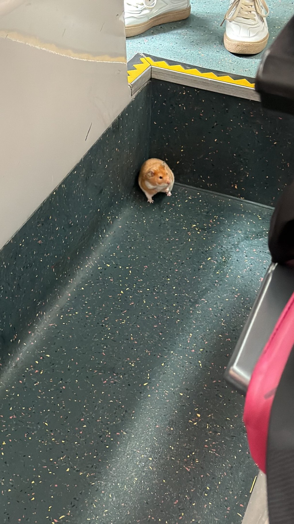 一隻奶油色的肥倉鼠在車廂內，瑟縮一角，狀甚驚慌。threads@t_s.h