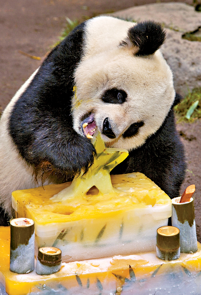 大熊貓「高高」2018年回國時已是高齡。