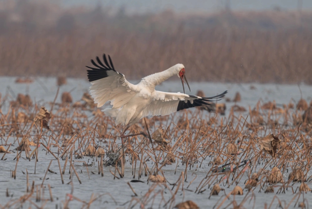 鶴爸護幼將無人機一腳踩進泥塘。 鶴爸護幼將無人機一腳踩進泥塘。