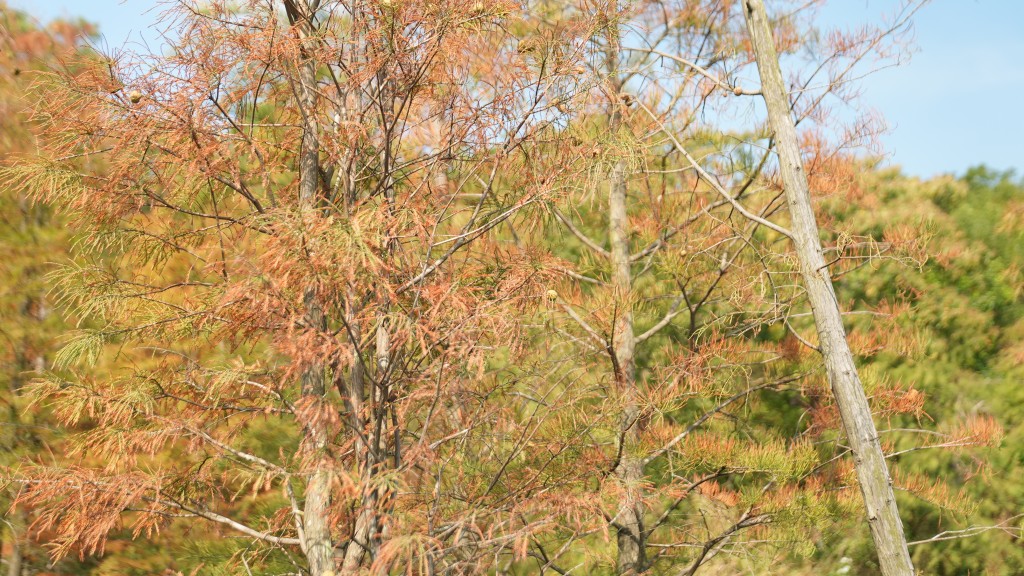 每年年底至年初，適逢三角楓樹紅葉盛開