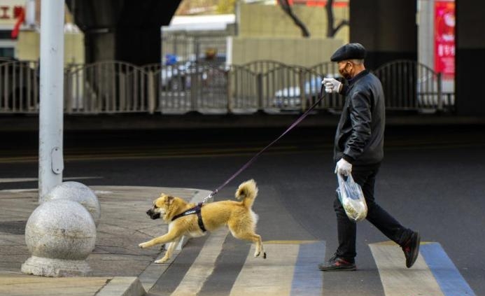 犬只不牵绳伤人、宠物扰民、违规饲养烈性犬等行为纳入法律惩戒范畴。 中新社