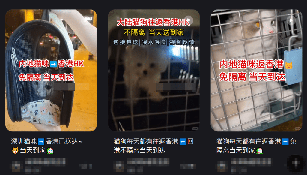 内地社交平台上有不少人宣传「猫狗免隔离直送香港」服务等。小红书截图