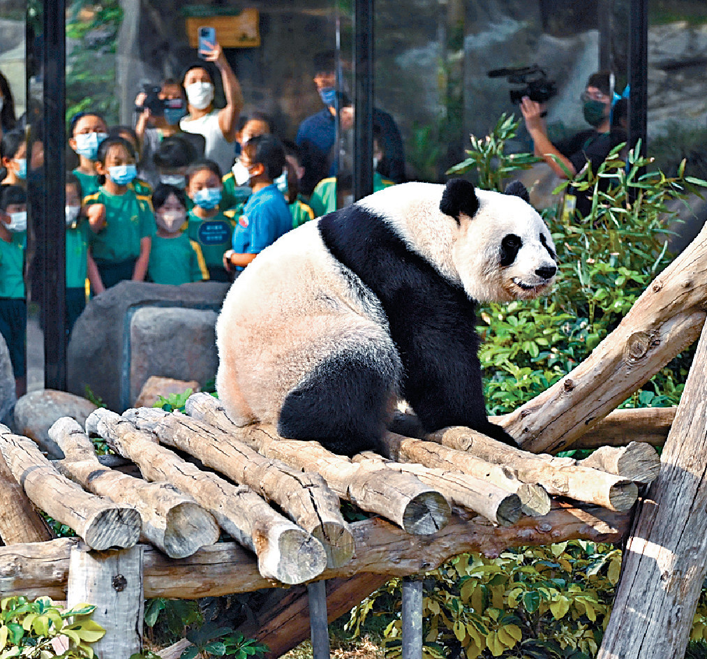 想做大熊貓飼養員「唔係咁容易」。 資料圖片