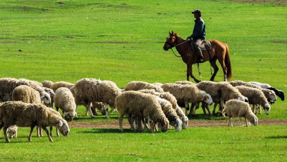 內蒙放羊月薪1.7萬，背後苦況嚇窒網民。