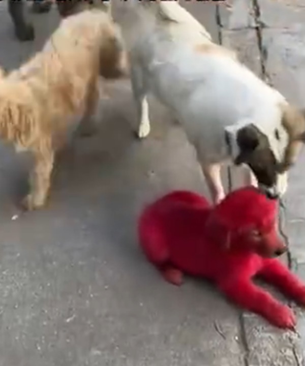 狗狗被染红后与其他狗显得有点格格不入。网上影片截图
