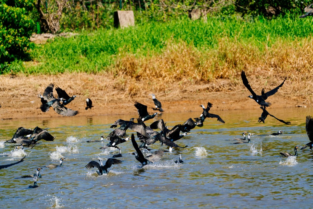 土拓署積極打造生態友善魚塘，冀吸引更多雀鳥覓食棲息。