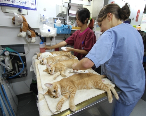 獸醫團隊會為流浪貓隻進行絕育手術。愛護動物協會相片
